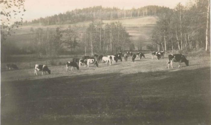 Wypasanie bydła na ziemiach należących do Pałacu w Mysłakowicach ok 1937 rok.  