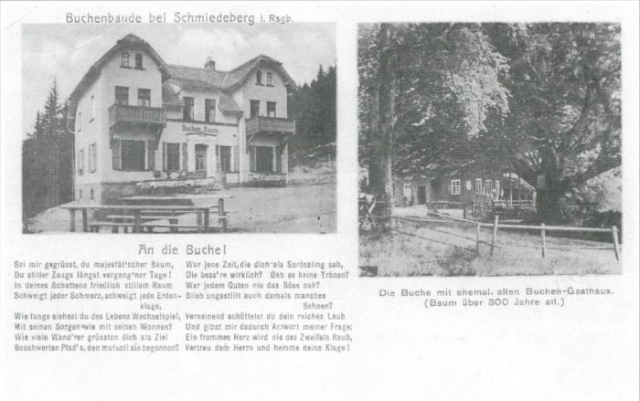Zajazd Buchenbaude, obok 300 letni buk. Koło Kowar (niem. Schmiedeberg im Riesengebirge). 1931 rok