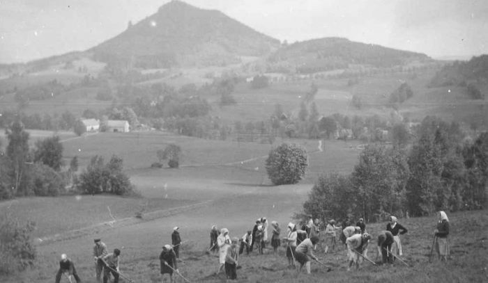 Młodzież ze szkoły sadzi las w Karpnikach. 1960 r.