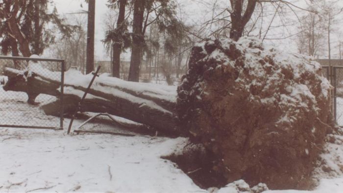 120 letni buk powalony przez wichurę, teren obok szkoły w Mysłakowicach. 2004 rok