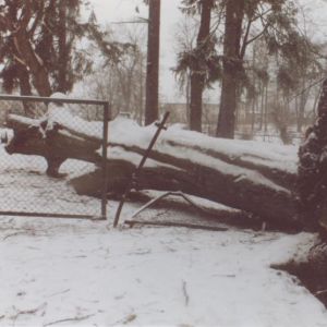 120 letni buk powalony przez wichurę, teren obok szkoły w Mysłakowicach. 2004 rok