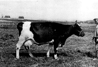 Pracownik folwarku Pałacu w Mysłakowicach lata 1930-40. 