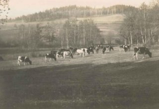 Wypasanie bydła na ziemiach należących do Pałacu w Mysłakowicach ok 1937 rok.  