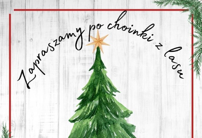 Dwumetrowa choinka za 24 zł w 2023 roku? Fantastyka? Nie, realność!