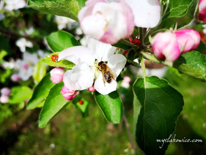Pszczoły są uznawane za najważniejsze stworzenia na Ziemi