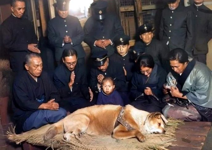 Historia psa Hachiko – symbolu wierności i oddania. Jak było naprawdę?